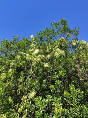 Tripodanthus acutifolius