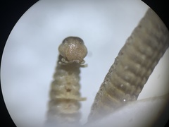 Tynommatidae