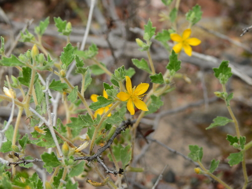 Image of Mentzelia parvifolia by (c) Guillermo Debandi, some rights reserved (CC BY)
