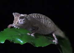 Brookesia superciliaris