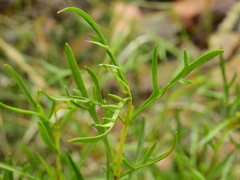 Acanthostyles buniifolius