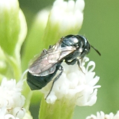 Zadontomerus