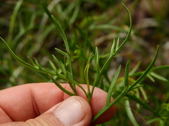 Acanthostyles buniifolius