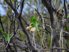 Philibertia gilliesii