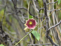 Philibertia gilliesii