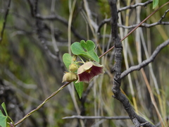 Philibertia gilliesii