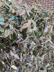 Viburnum × burkwoodii