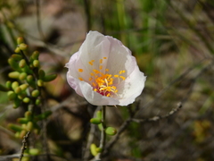 Grahamia bracteata