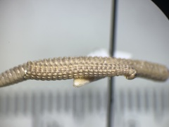 Tynommatidae