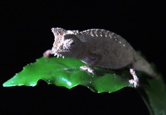 Brookesia superciliaris