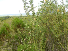 Philibertia gilliesii