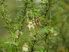 Philibertia gilliesii
