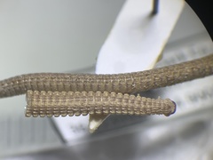 Tynommatidae