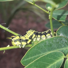 Phoebis philea philea