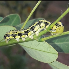 Phoebis philea philea