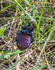 Scaphinotus elevatus