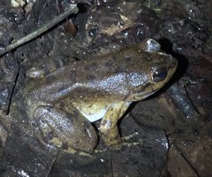 Mantidactylus grandidieri