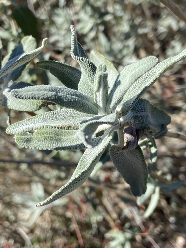 Purple sage foliage