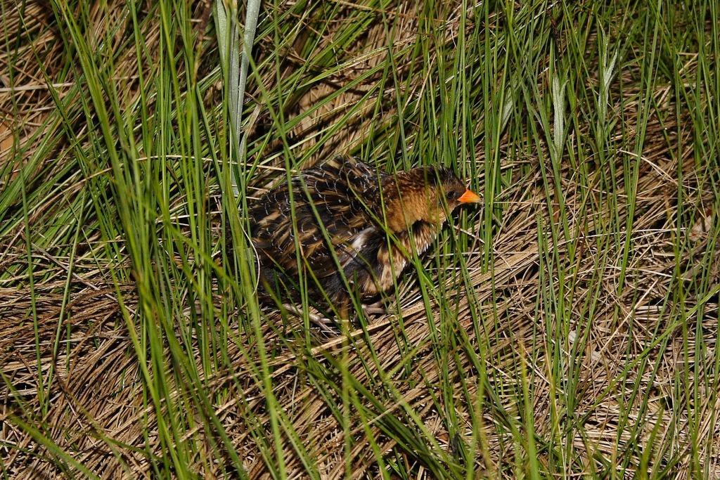 Coturnicops Rails