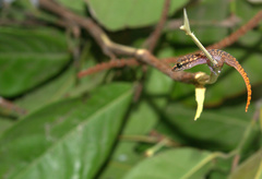 Phyllodactylus ventralis