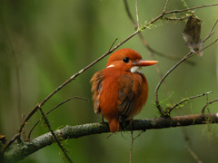 Madagascar Pygmy-Kingfisher photo 3