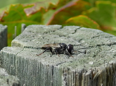 Astata lugens