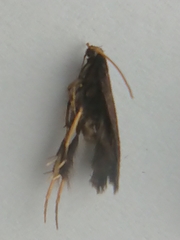 Lecithocera micromela