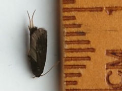 Lecithocera micromela