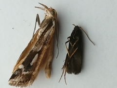 Lecithocera micromela