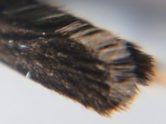 Lecithocera micromela