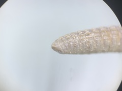 Tynommatidae