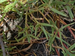 Hemichroa pentandra