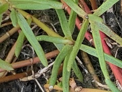 Hemichroa pentandra