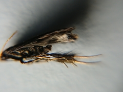 Lecithocera micromela