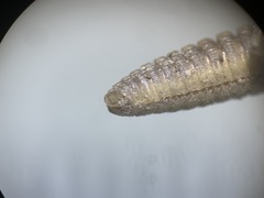 Tynommatidae