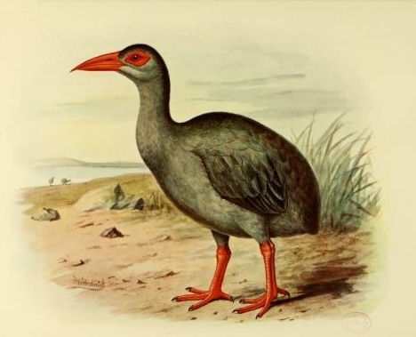 Erythromachus