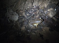 Mantidactylus grandidieri