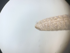Tynommatidae