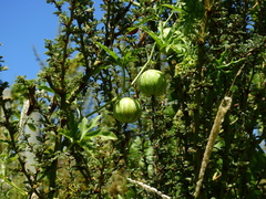 Cucurbitella asperata