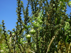 Cucurbitella asperata