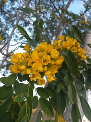 Senna racemosa