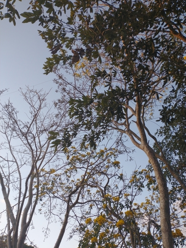 Senna racemosa, photograph 4