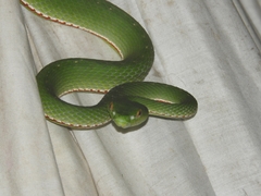 Trimeresurus sabahi