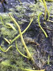 Lilaeopsis carolinensis