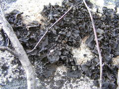 Dermatocarpon americanum