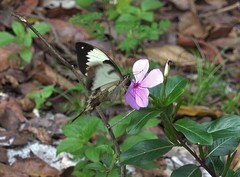 Papilio dardanus meriones