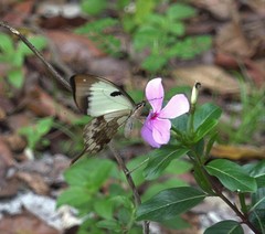 Papilio dardanus meriones