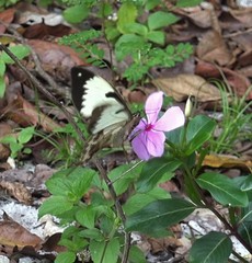Papilio dardanus meriones