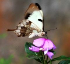 Papilio dardanus meriones
