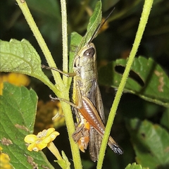 Amblytropidia robusta